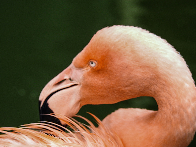 20170928 3029CPw [D~OS] Kuba-Flamingo (Phoenicopterus ruber), Zoo Osnabrück