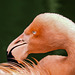 20170928 3029CPw [D~OS] Kuba-Flamingo (Phoenicopterus ruber), Zoo Osnabrück