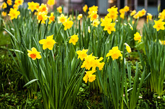 Hospital Daffodils