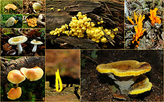 It's Autumn, so time for some yellow mushrooms from the Netherlands...