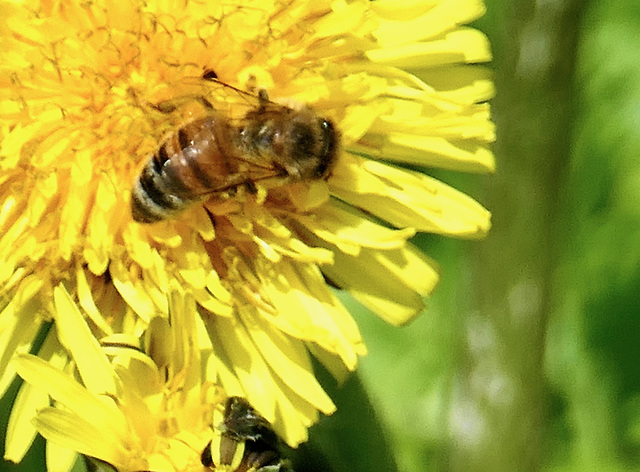 Biene auf Löwenzahnblüte
