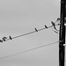Starlings on a telephone line