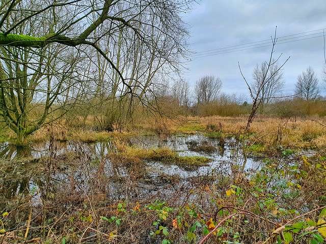 Waterlogged marsh