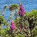 20190609 4871CPw [R~GB] Fingerhut (Digitalis purpurea), Gallischer Stechginster (Ulex gallii), Deer Park, Pembrokeshire, Wales