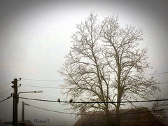 Jour de brouillard ... ***   Foggy day ...