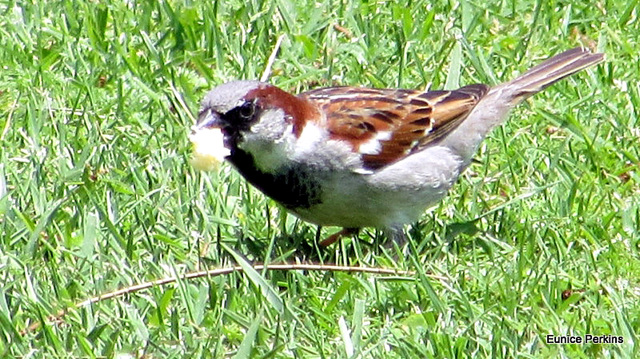 Sparrow With Crust.