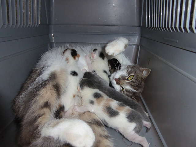 Katzenmutter mit fünf Jungen