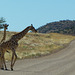 Giraffen am imaginären Zebrastreifen