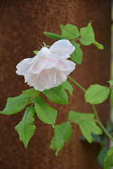 rose Mme Alfred Carrière