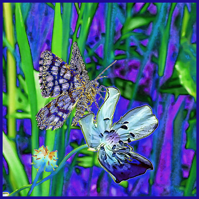 Butterfly on flower experiment