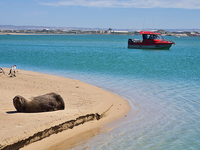 NZ fur seal at the Murray River mouth