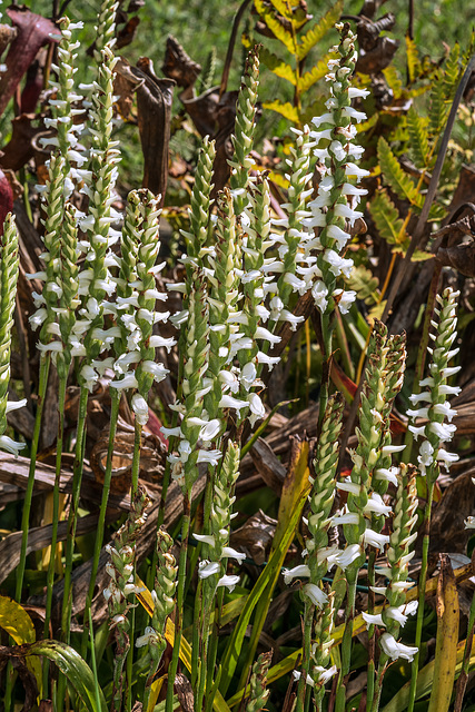 Spiranthes cernua (Nodding Ladies'-tresses orchid) 'Chadds Ford'