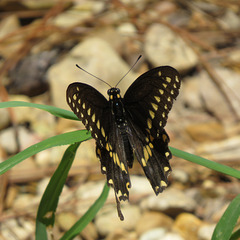 Black swallowtail