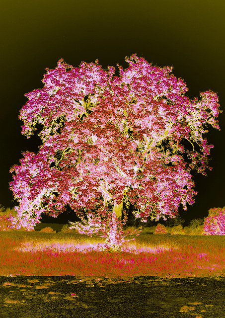An enchanted Tree