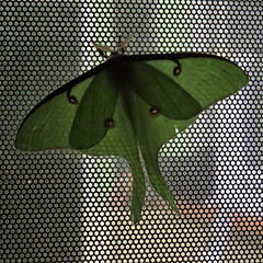 Luna moth on window