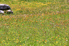 Wildblumenwiese auf der Hochalm Plätzwiese