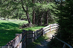 Waldweg - Forest Path