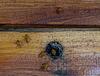 DSC01051a - abelha mandaçaia Melipona quadrifasciata quadrifasciata, Meliponini Apidae Hymenoptera