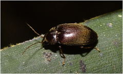 IMG 7399 Beetle