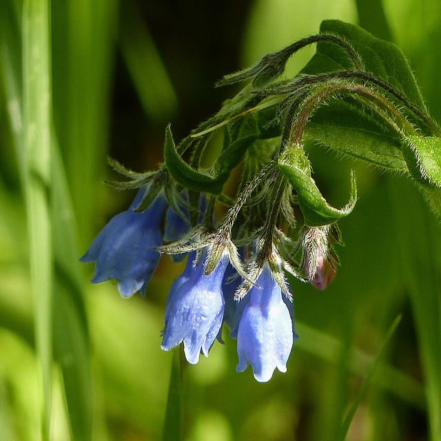 Tall Lungwort