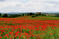 Toskanische Landschaft - Tuscan countryside