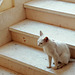 Katze auf der Treppe