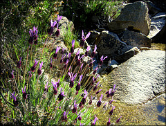 Wild lavender and mountain stream.