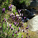Wild lavender and mountain stream.