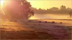 Yesterday, when the Sun was Coming up and the Mist was there behind the Sheep...