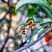 Hover Fly in a Olive tree ©UdoSm