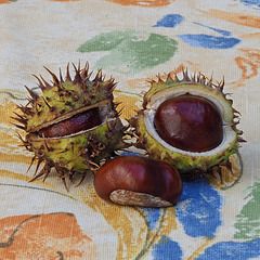 Conkers (Horse Chestnuts)