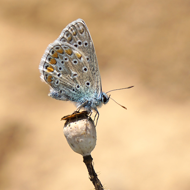 Ein Tänzchen auf der Mohnkapsel - A dance on the poppy capsule