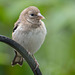A young goldfinch