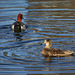 13SH A water bird (duck/swan/moorhen etc)