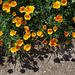 Californian poppies and shadows