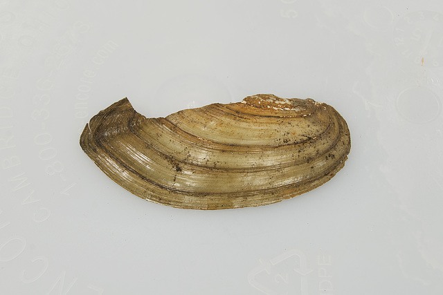 Lake Bebro River Mussel Shell