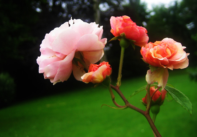 Roses du jardin