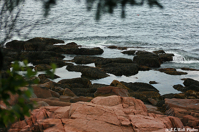 Acadia Tidal Pool