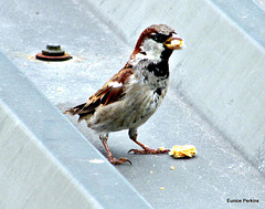 Hungry sparrow