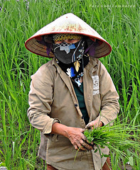 woman in a rice field (Vietnam)