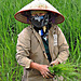 woman in a rice field (Vietnam)