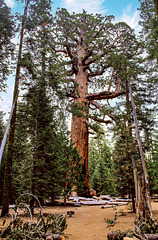 Mariposa Grove - Grizzly Giant - 1986
