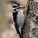 woodpecker st bruno April 2021 DSC 8736