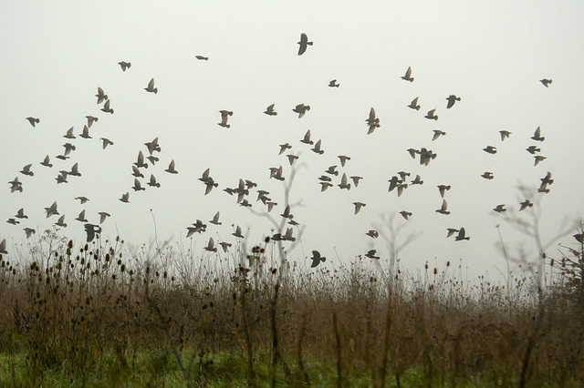 Blackbirds in the freezing fog