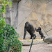 Ape Compound, Taronga Zoo (HWW, H.A.N.W.E.)