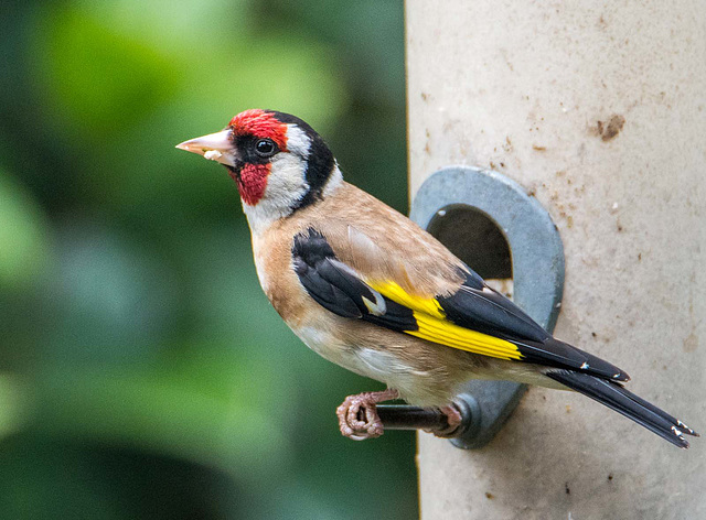 Goldfinch on my feeder55