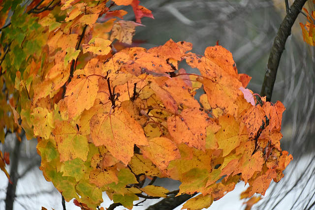 Tourbillon de feuilles