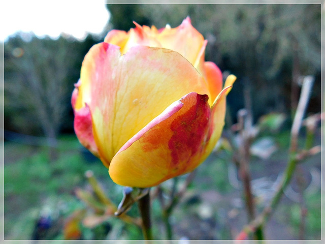 Rose de Février au jardin