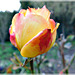 Rose de Février au jardin