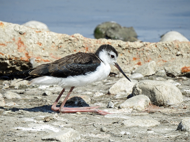 Black-necked Stilt (juvenile?)